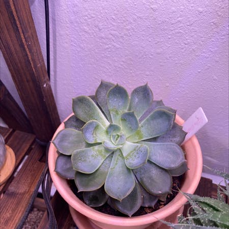 Photo of the plant species Enon by Samijohanson named Echeveria Enon on Greg, the plant care app