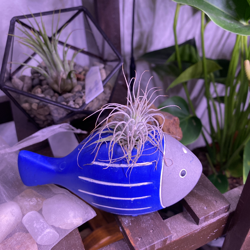Small Ballmoss plant in a blue fish-shaped container with other plants and decorative items in the background.