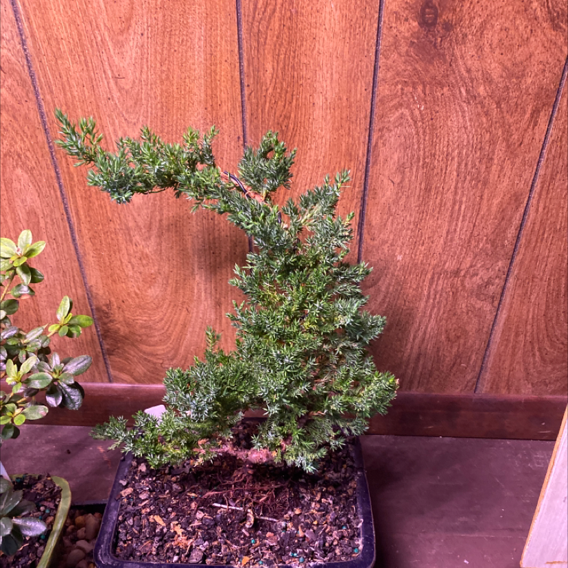 Photo of the plant species Creeping Juniper by @Samijohanson named Bonsai Green Mound Juniper on Greg, the plant care app