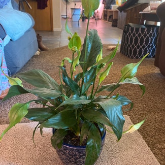 Peace Lily plant in McCall, Idaho