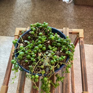 String of Pearls plant in McCall, Idaho