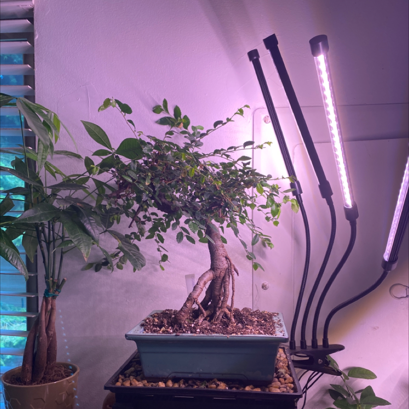 Photo of the plant species Chinese Elm by @Samijohanson named Bonsai Chinese Elm on Greg, the plant care app