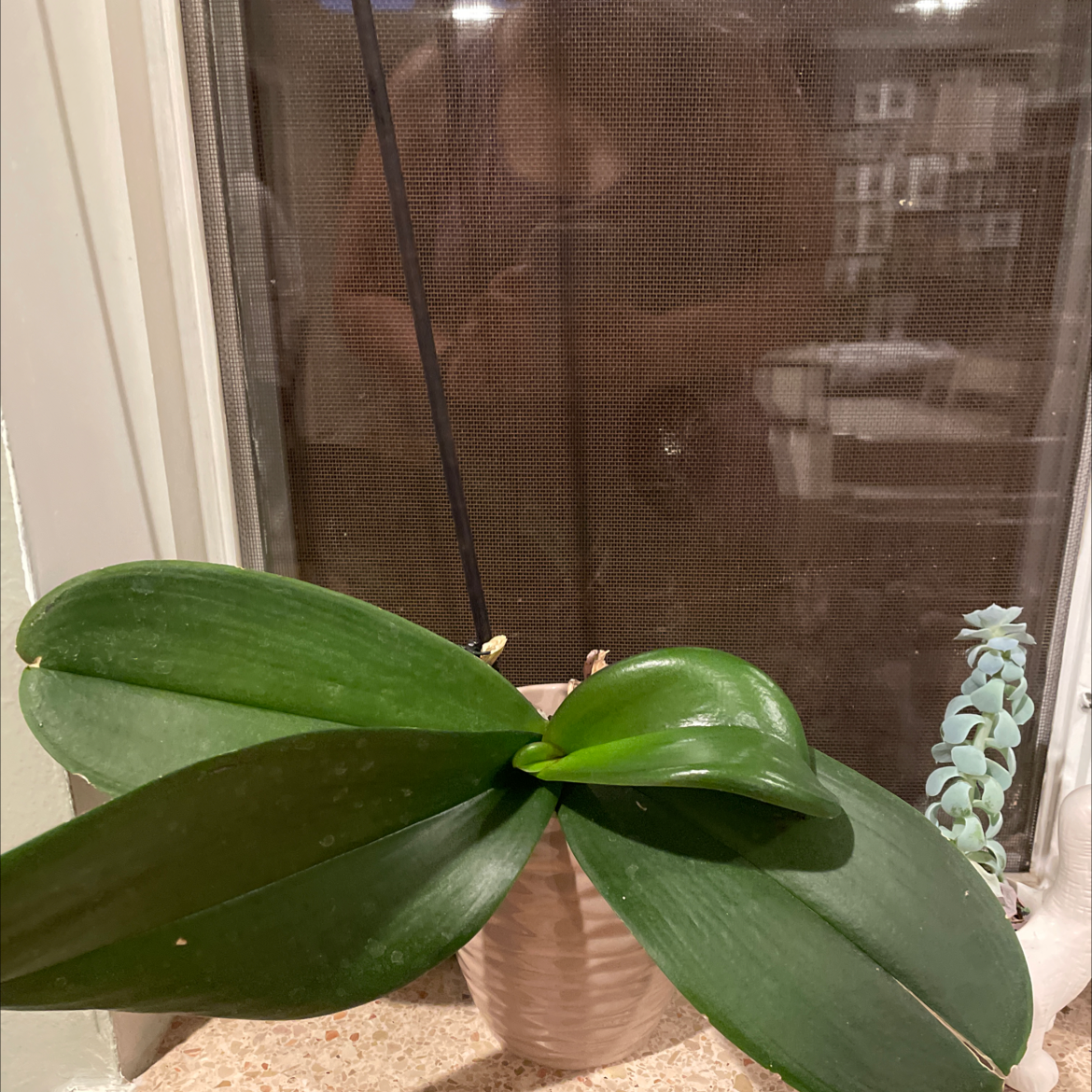 Phalaenopsis Orchid plant photo by @Iamthebrittykins named Bella on Greg, the plant care app.
