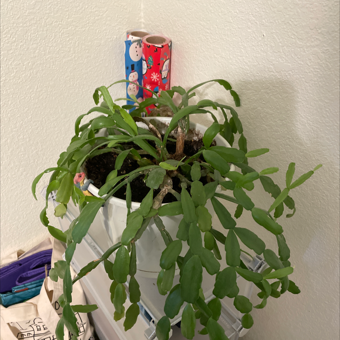 Photo of the plant species True Christmas Cactus by @JaclynEllis named Christmas Cactus on Greg, the plant care app