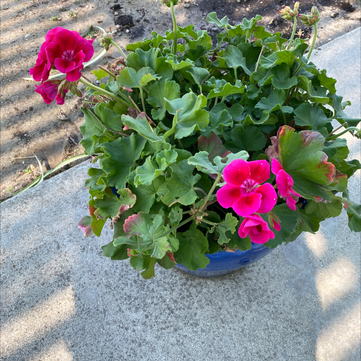 Photo of the plant species Ivy Geranium by @MissMandyPants named Eva on Greg, the plant care app