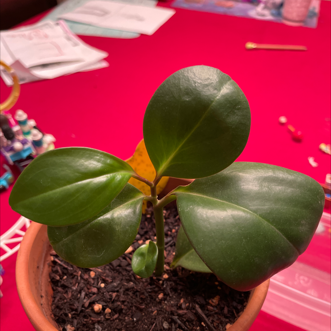 Baby Rubber Plant plant photo by Jack named Your plant on Greg, the plant care app.