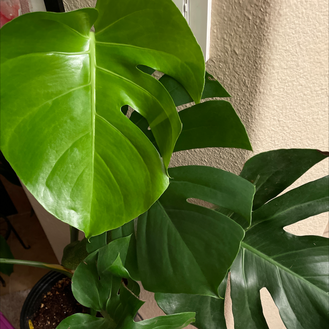 Monstera plant photo by Jack named Agnus on Greg, the plant care app.