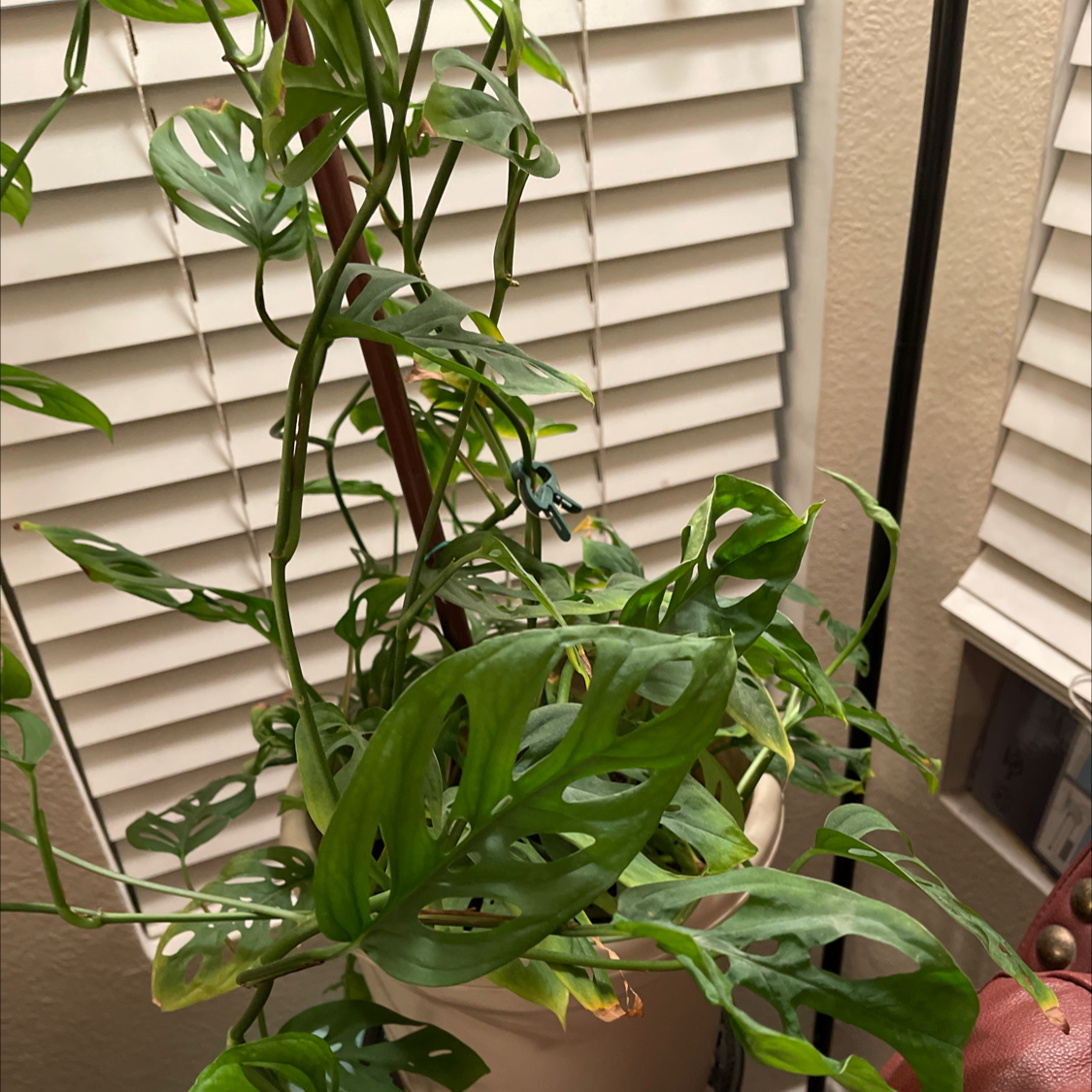 Monstera plant photo by Jack named Sumit on Greg, the plant care app.