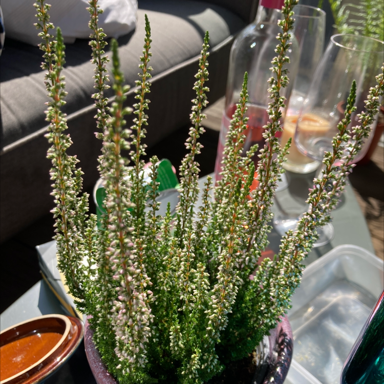 A healthy potted Heather plant with small white flowers.