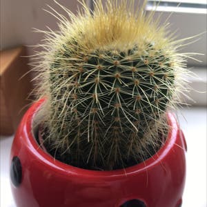 Golden Barrel Cactus plant photo by @Lauriin named Barry on Greg, the plant care app.