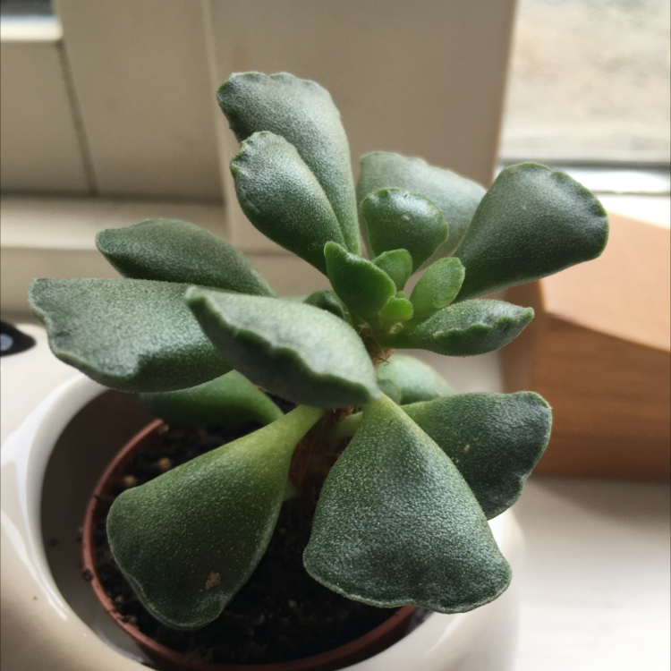 Pillow Feet Crinkle Leaf Plant plant photo by @Lauriin named Harry on Greg, the plant care app.