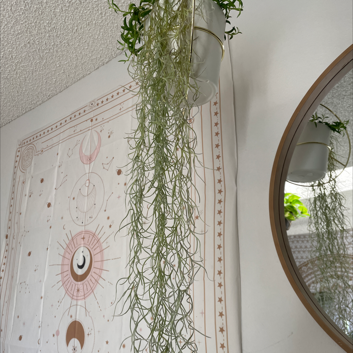 Hanging Spanish Moss plant in a white pot with a decorative wall hanging and a mirror in the background.