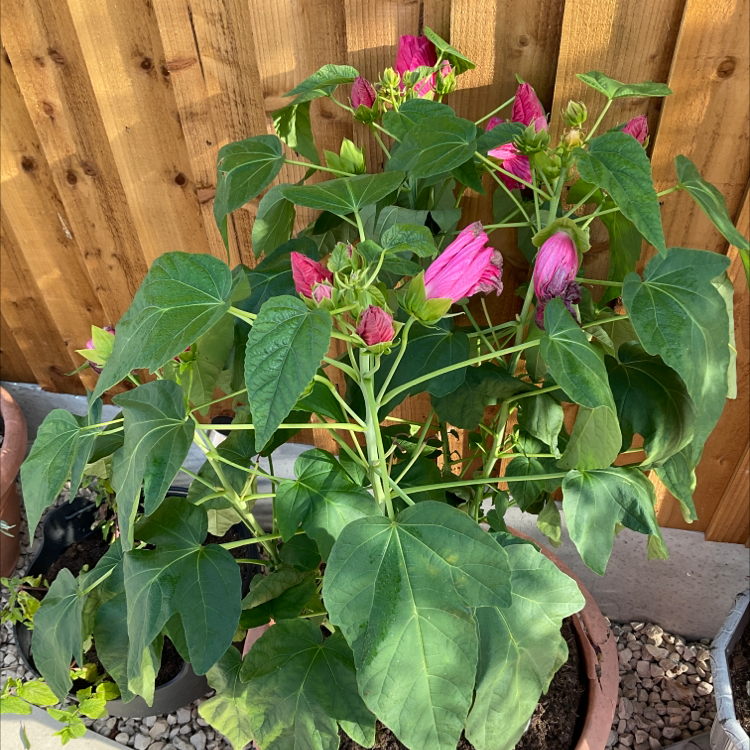 Crimsoneyed Rosemallow plant with green leaves and pink flowers in various stages of blooming.