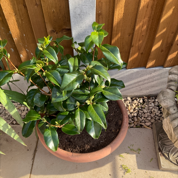 Why Are My Camellia Leaves Curling?