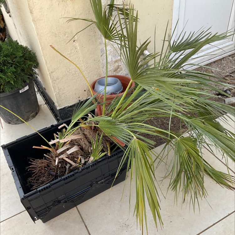 European Fan Palm in a black container with yellowing and browning fronds.