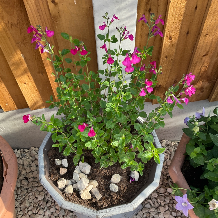 Potted Baby Sage plant with vibrant pink flowers, healthy foliage, and visible soil.