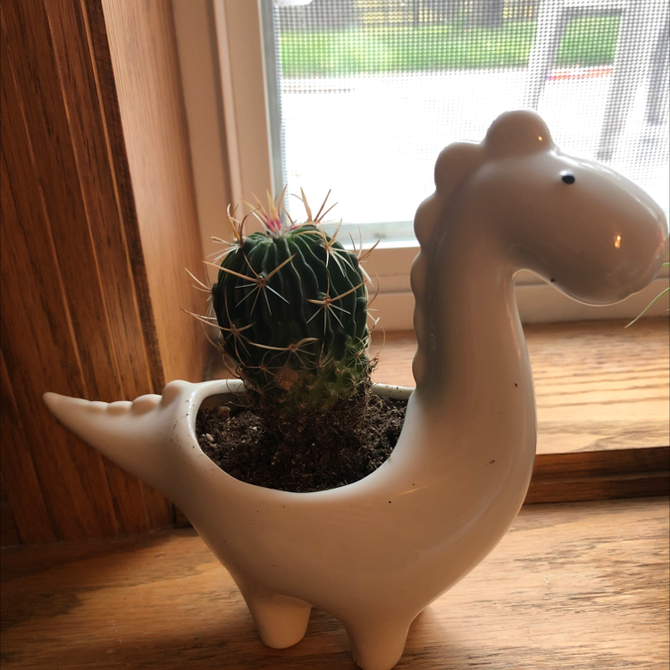 Miniature Barrel Cactus in a dinosaur-shaped pot on a windowsill.