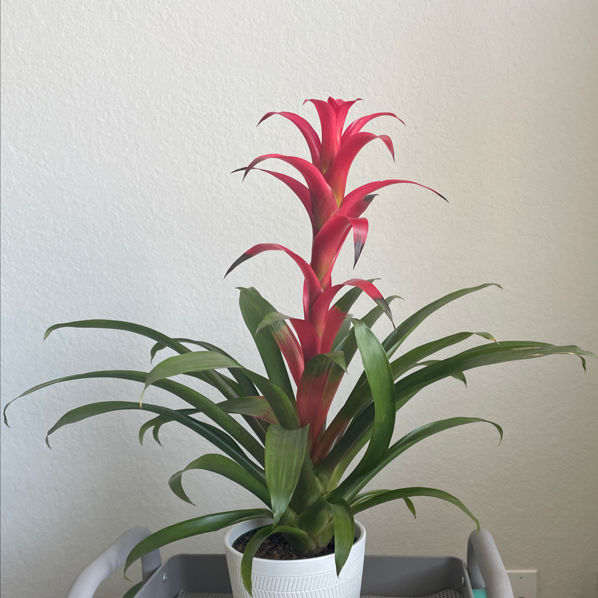 Why Are the Leaves on My Guzmania Bromeliad Turning Yellow? 🍂