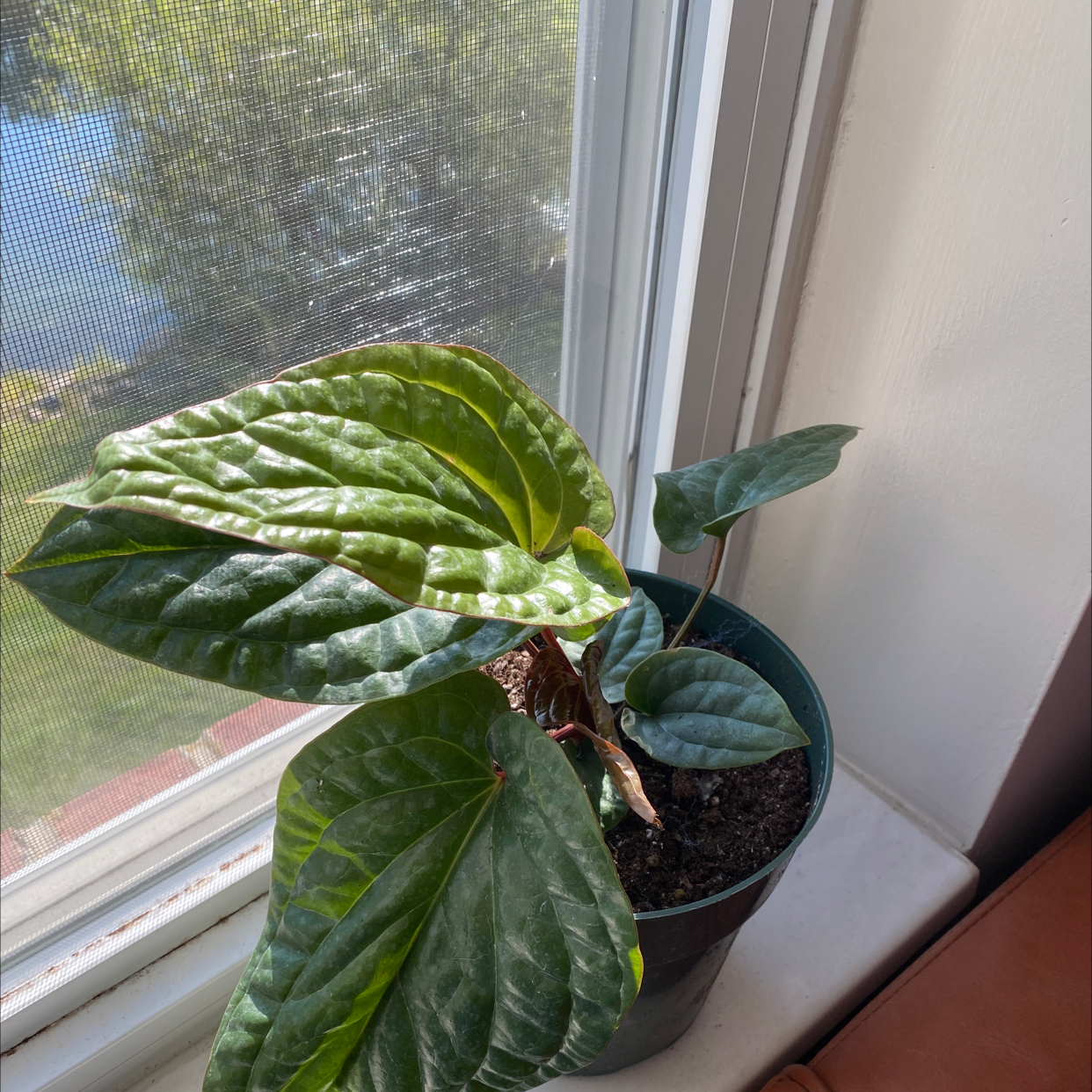 Why Are My Anthurium radicans x luxurians Leaves Curling?
