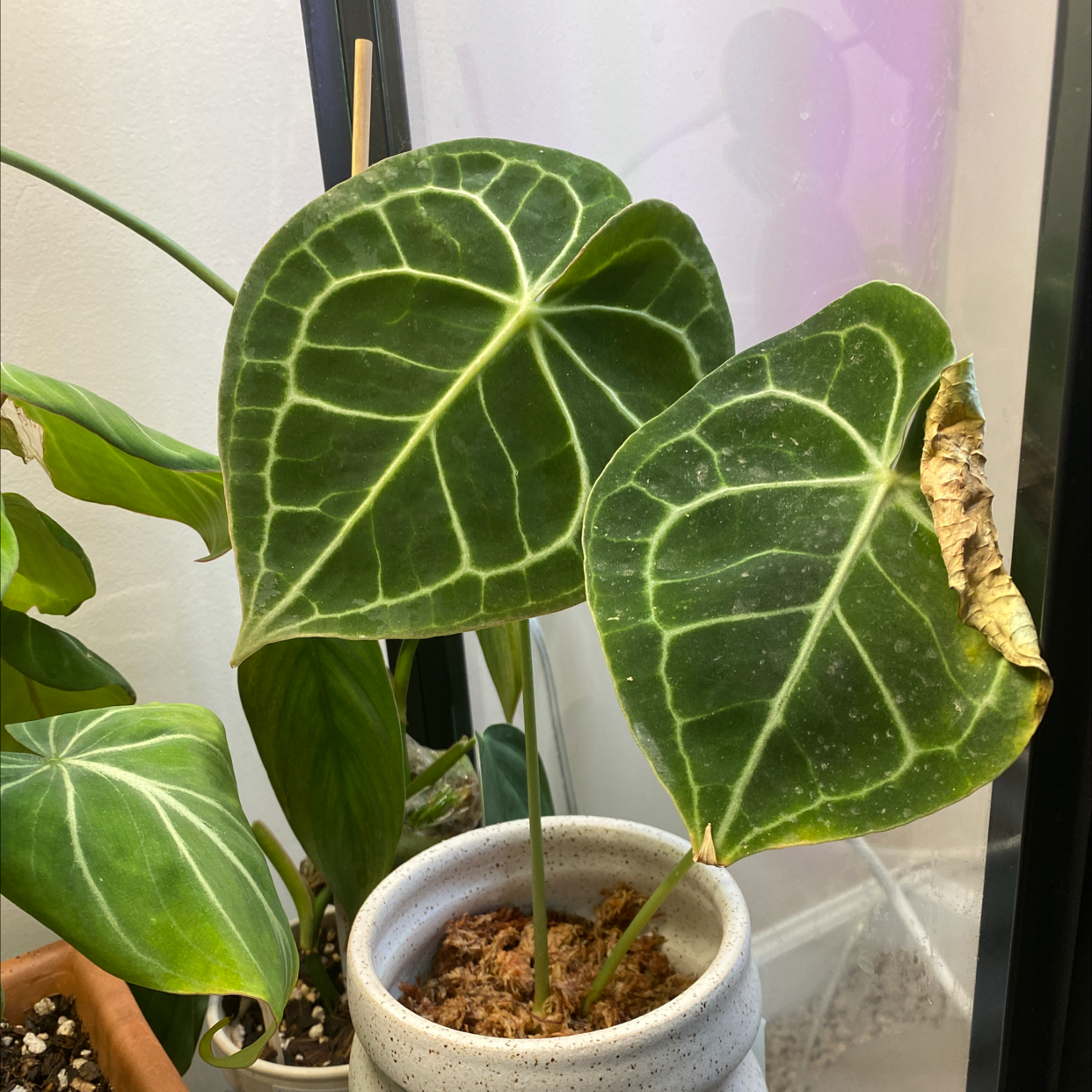 Velvet Cardboard Anthurium with large green leaves and browning on one leaf edge, potted in a container.