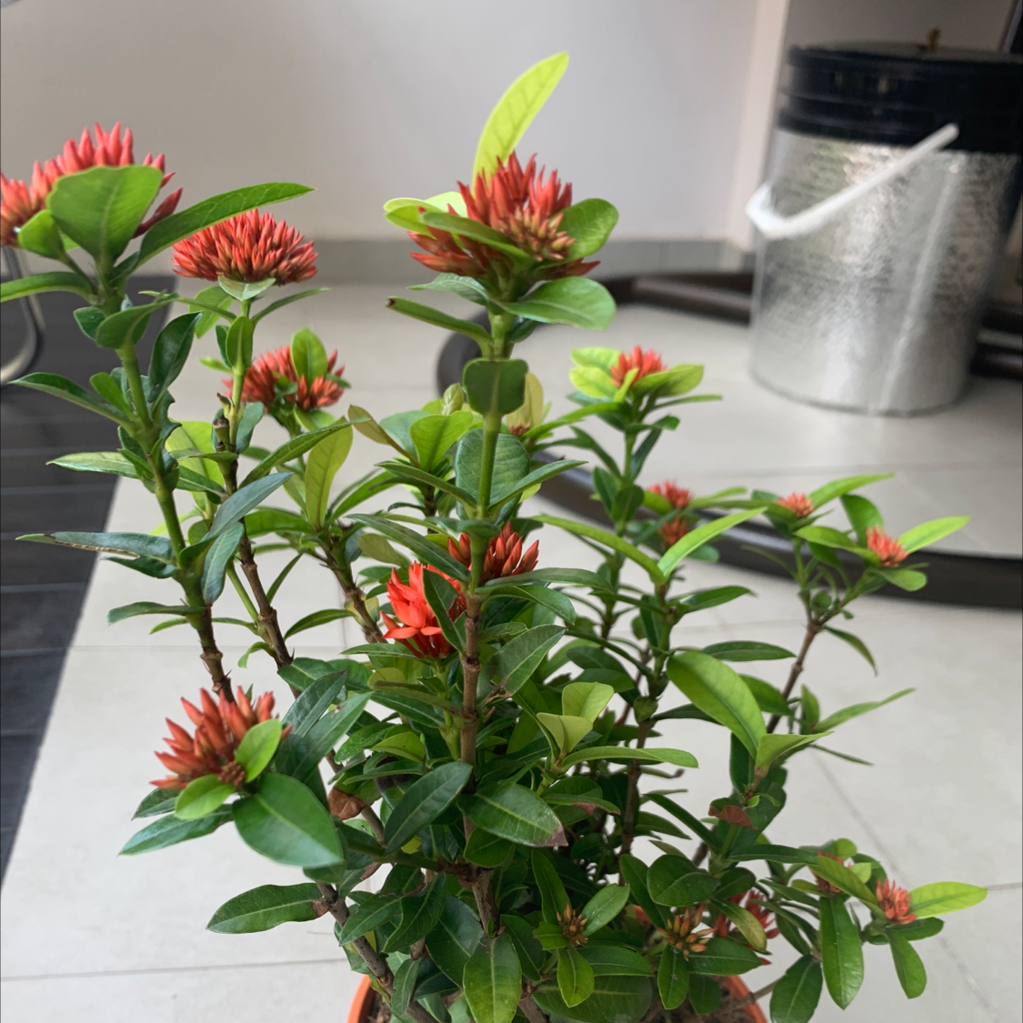 Jungle Geranium plant with red flowers and green leaves, appears healthy.