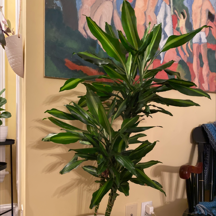 Dracaena Cintho plant with vibrant green leaves, healthy appearance, colorful painting in background.