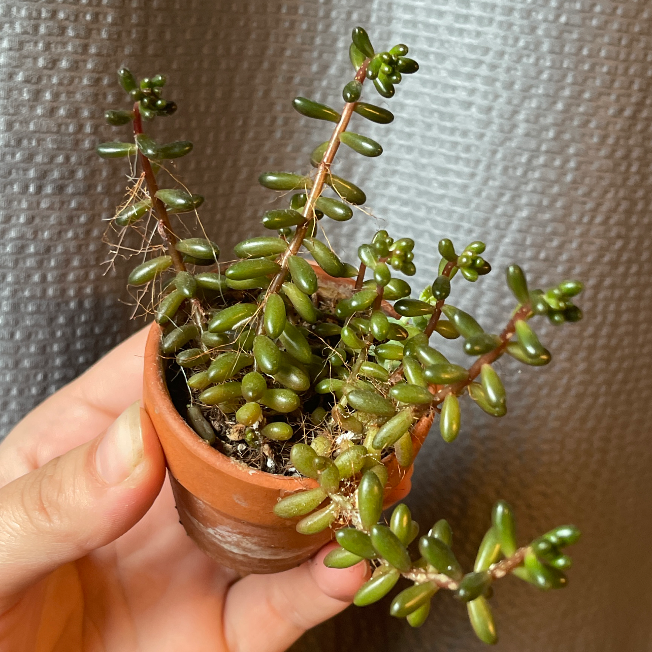 A healthy White Stonecrop succulent in a small pot, held by a hand.