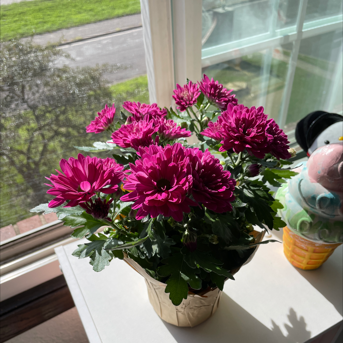 Potted Giant Crego Aster with vibrant purple flowers on a windowsill.