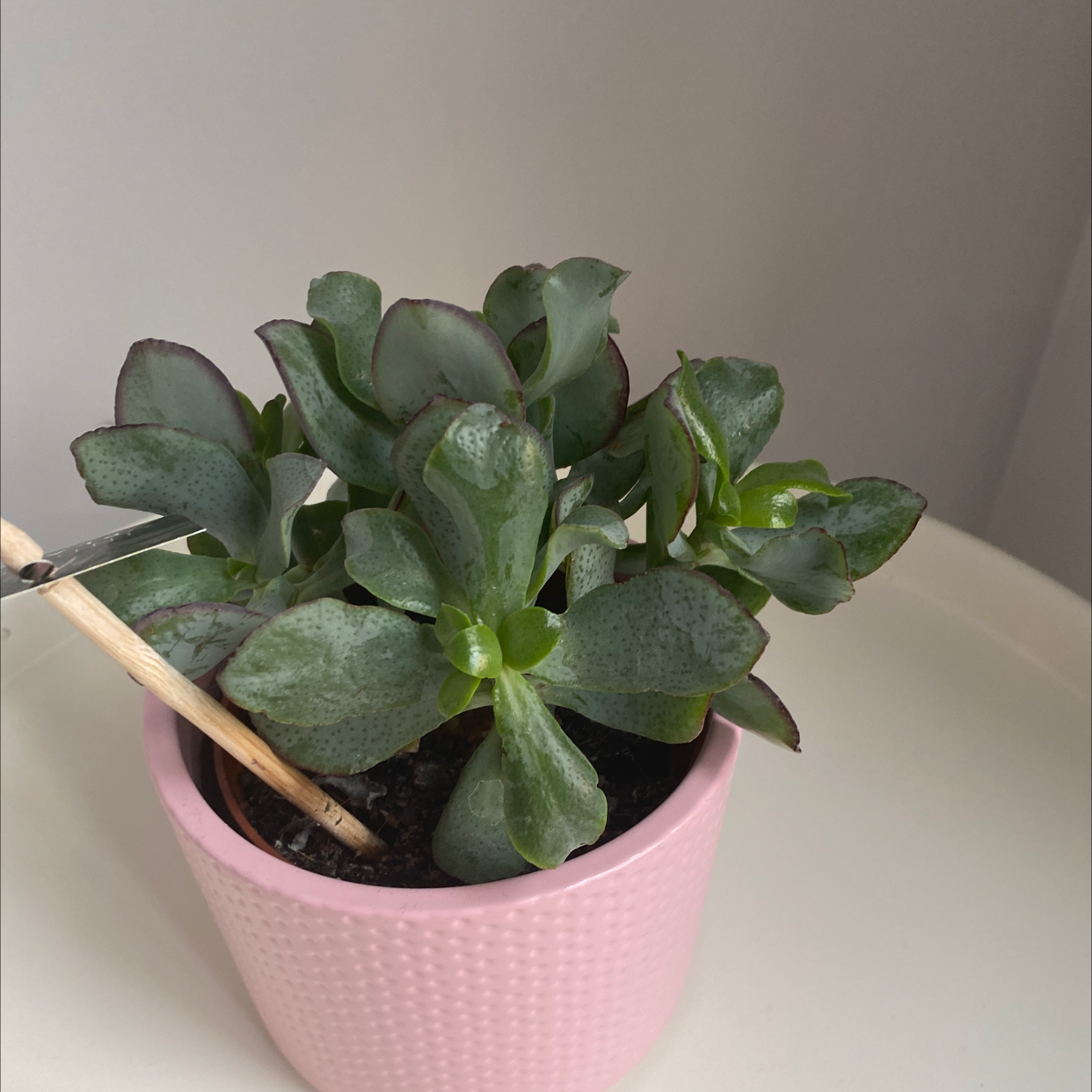 Healthy succulent plant in a pink pot with a wooden stick in the soil.