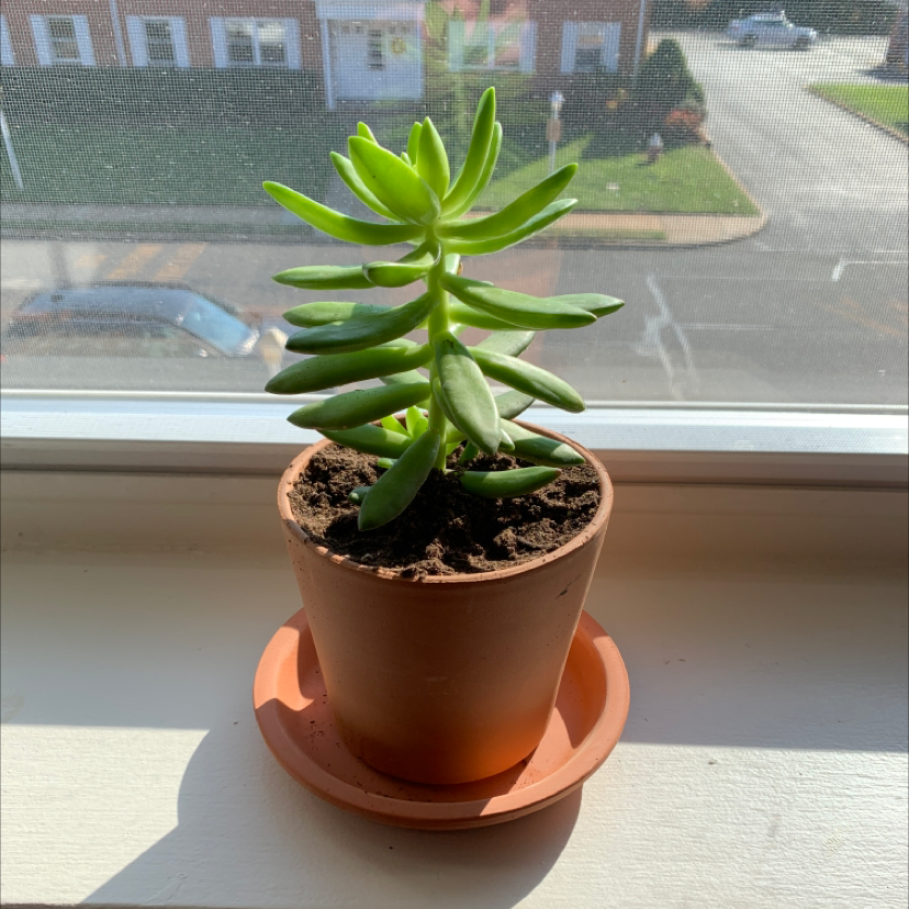 Potted Pale Stonecrop succulent on a windowsill with vibrant green leaves.