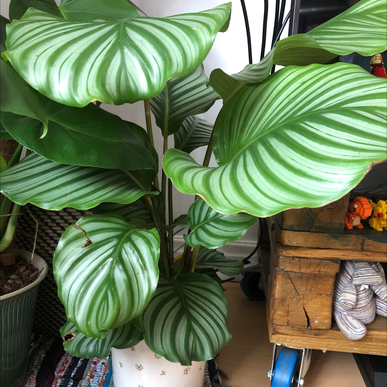 Calathea Orbifolia plant photo by Ella named Please dont die on Greg, the plant care app.