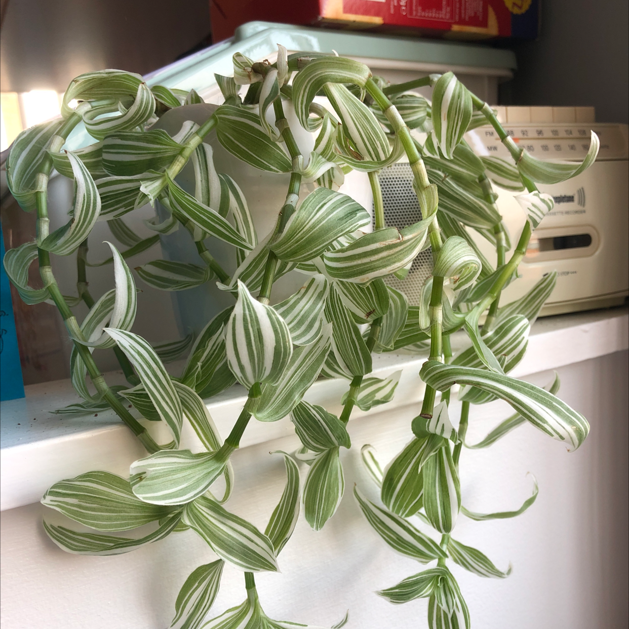 Tradescantia albiflora 'Albovittata' plant photo by Ella named Scragly spider on Greg, the plant care app.