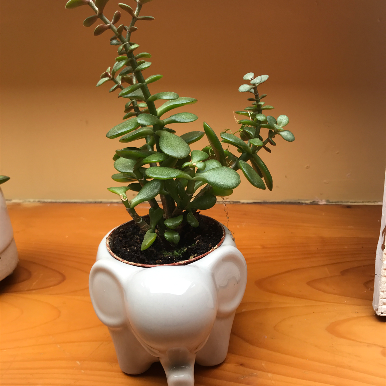 Lucky Plant plant photo by @hopewrld named pea on Greg, the plant care app.