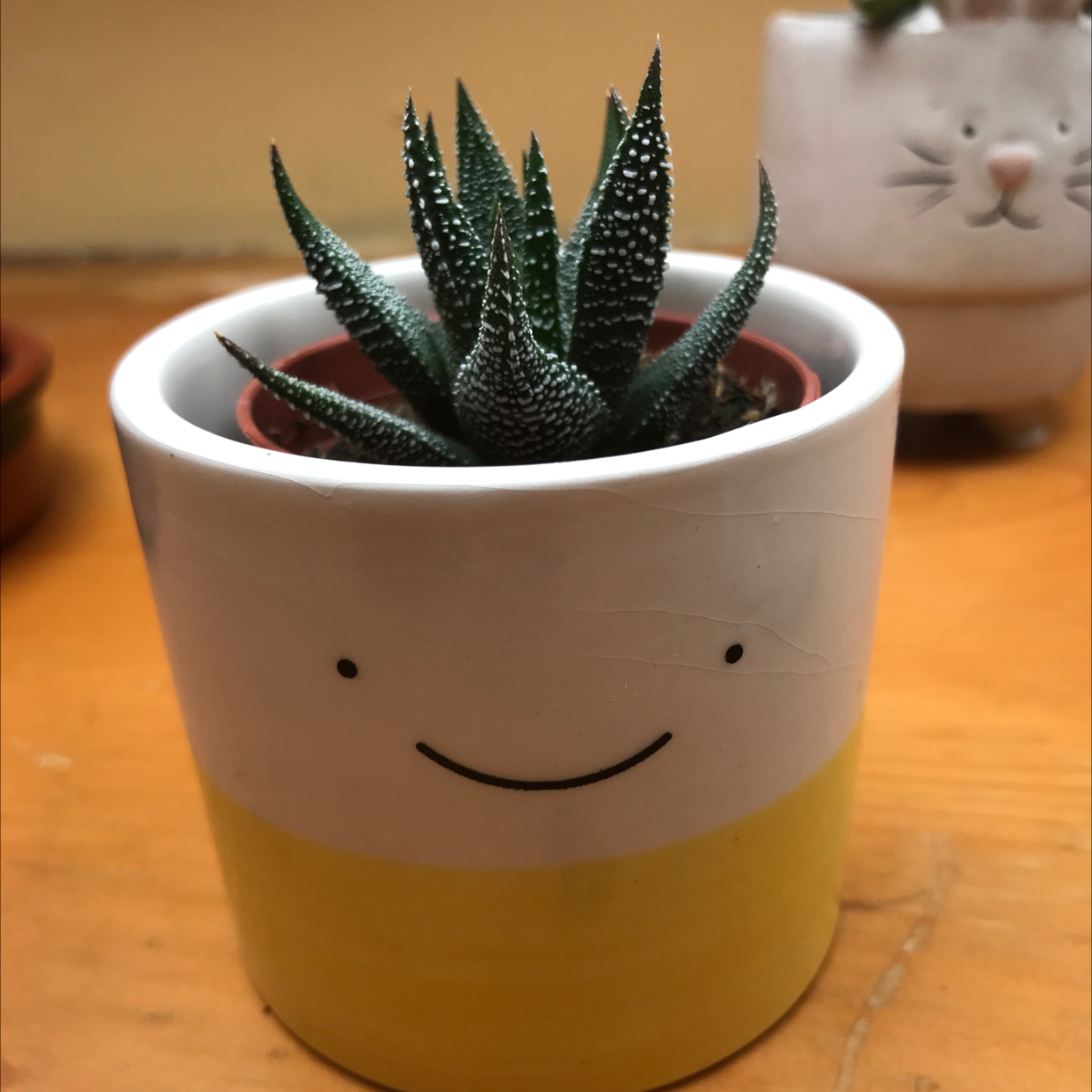 Zebra Plant plant photo by @hopewrld named hobi on Greg, the plant care app.