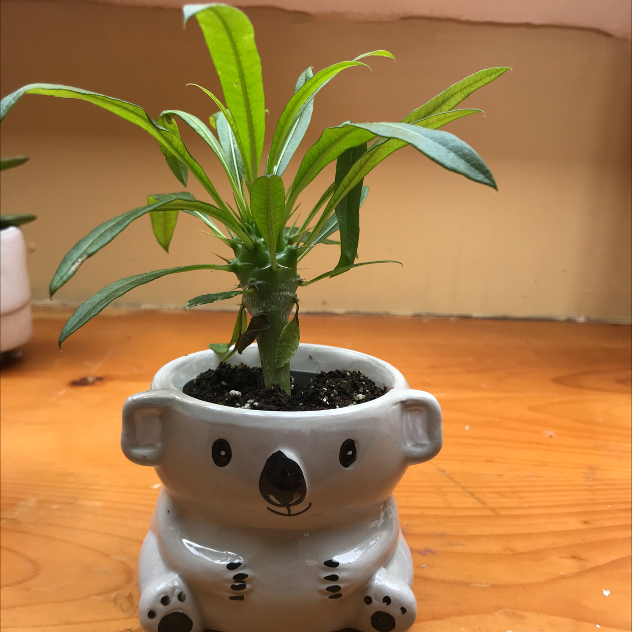 Madagascar Palm plant photo by @hopewrld named koya on Greg, the plant care app.