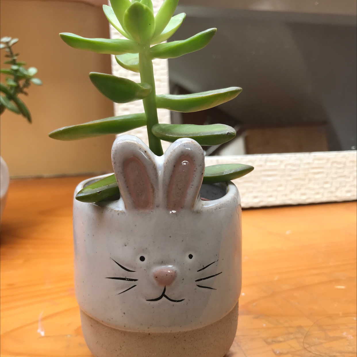 Lucky Plant plant photo by @hopewrld named koo on Greg, the plant care app.