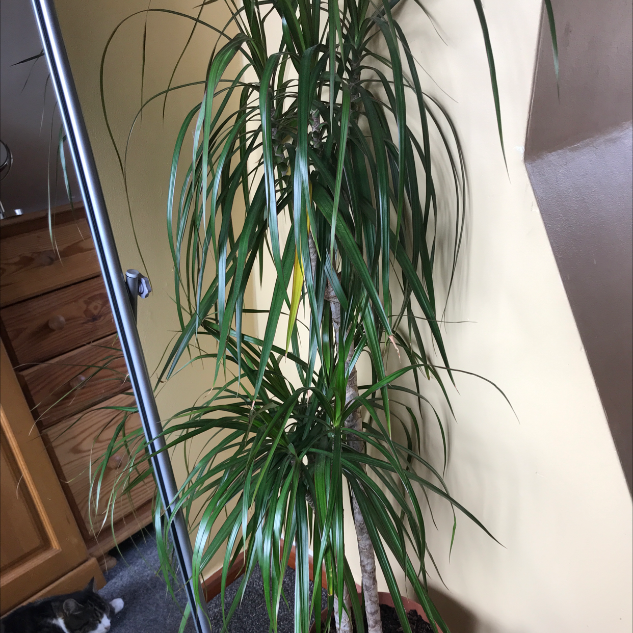 Song of India plant photo by @hopewrld named dracula on Greg, the plant care app.