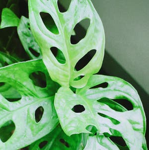 Swiss Cheese Philodendron plant photo by @plantitas named Harper on Greg, the plant care app.