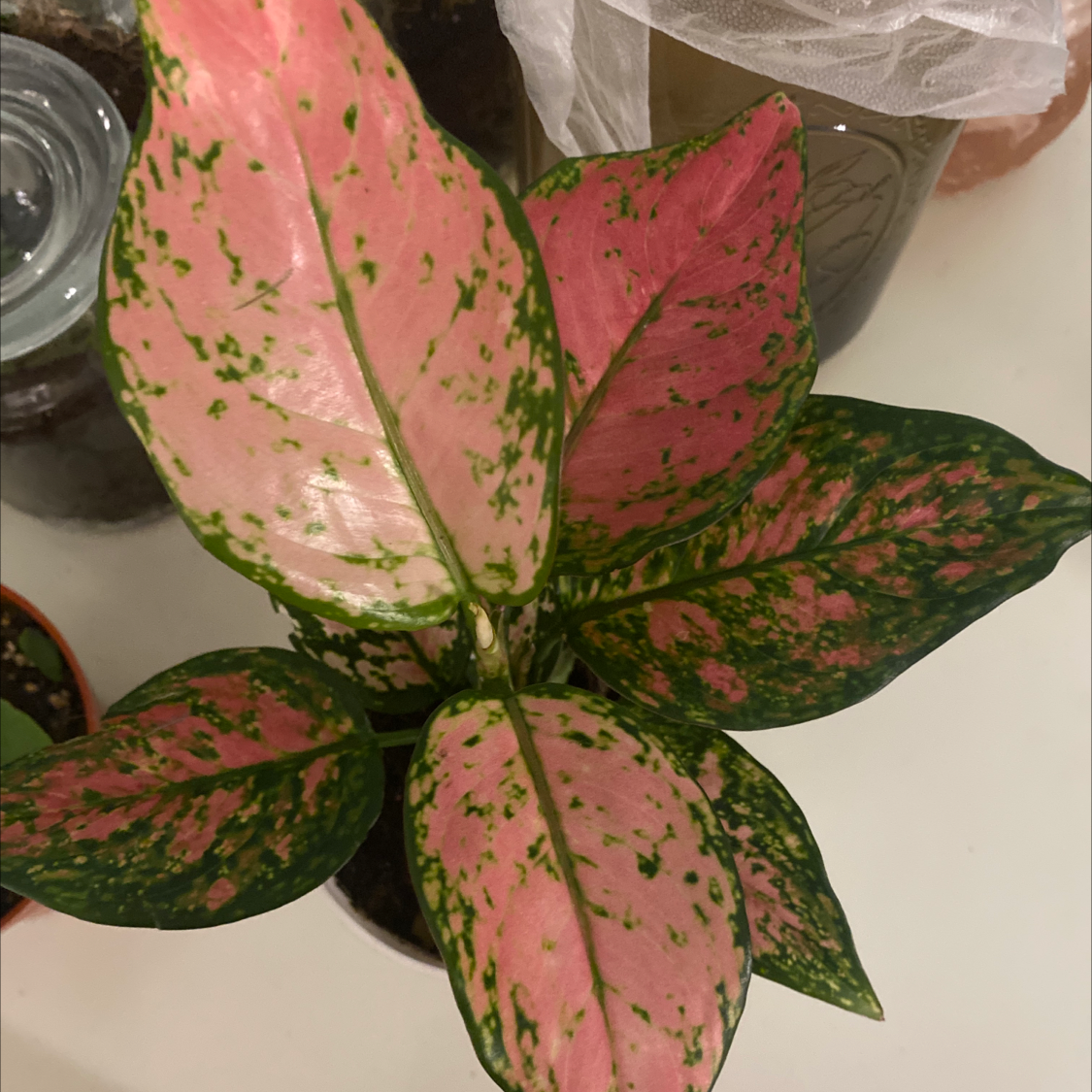 Aglaonema 'Pink Splash' with vibrant pink and green variegated leaves.