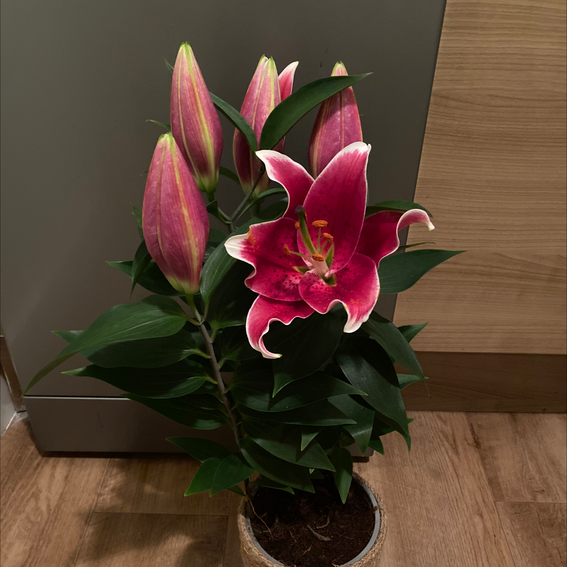 Photo of the plant species Stargazer Lily by Arzel named Your plant on Greg, the plant care app