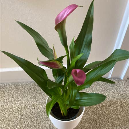 Photo of the plant species Red Calla Lily by Arzel named Your plant on Greg, the plant care app