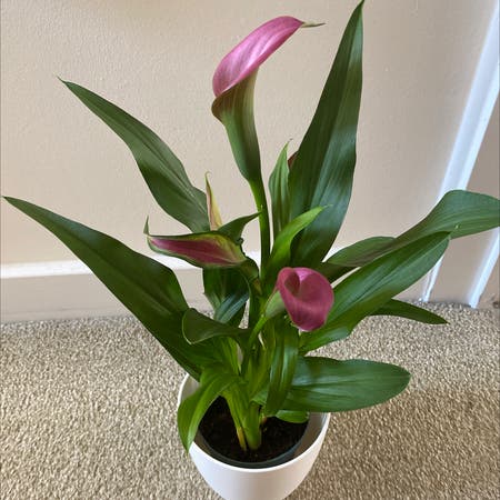 Photo of the plant species Zantedeschia rehmannii by Arzel named Your plant on Greg, the plant care app