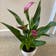 Calculate water needs of Pink Calla