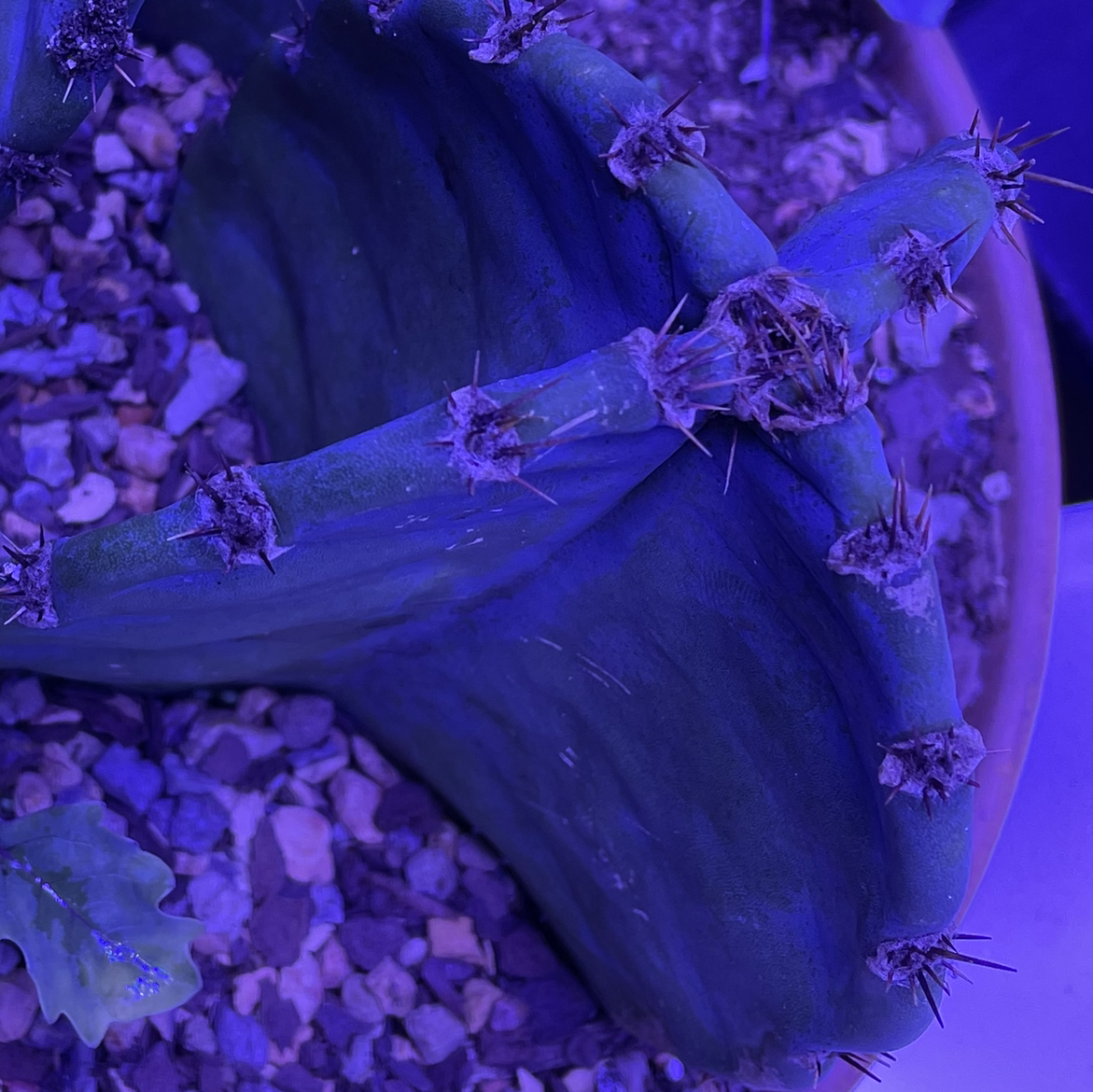 Peruvian Apple Cactus Monstrose in a pot with visible soil and gravel under blue lighting.