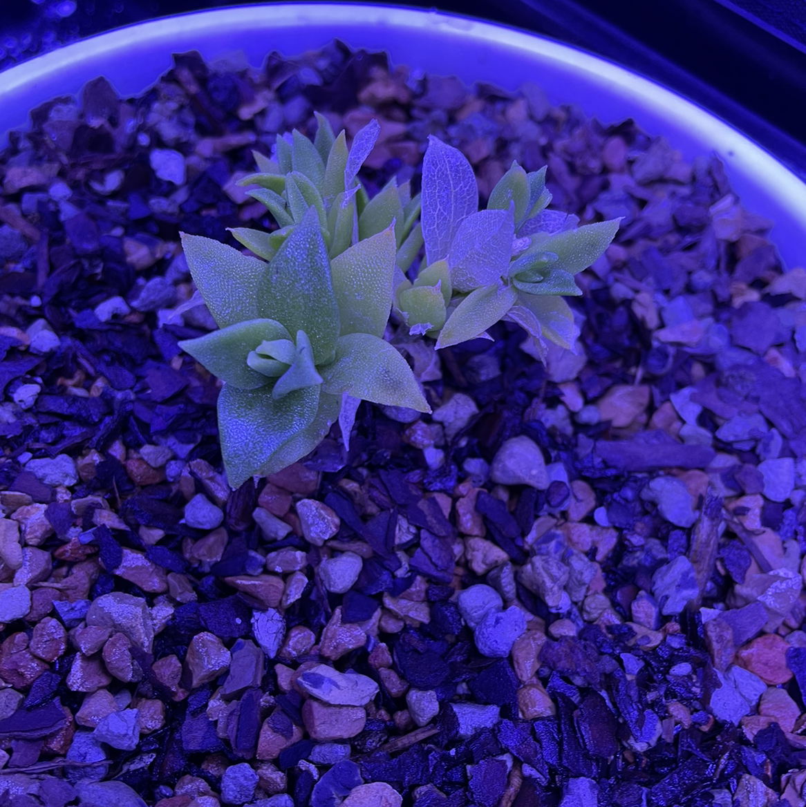 Plant care for Kanna on Greg, the plant care app