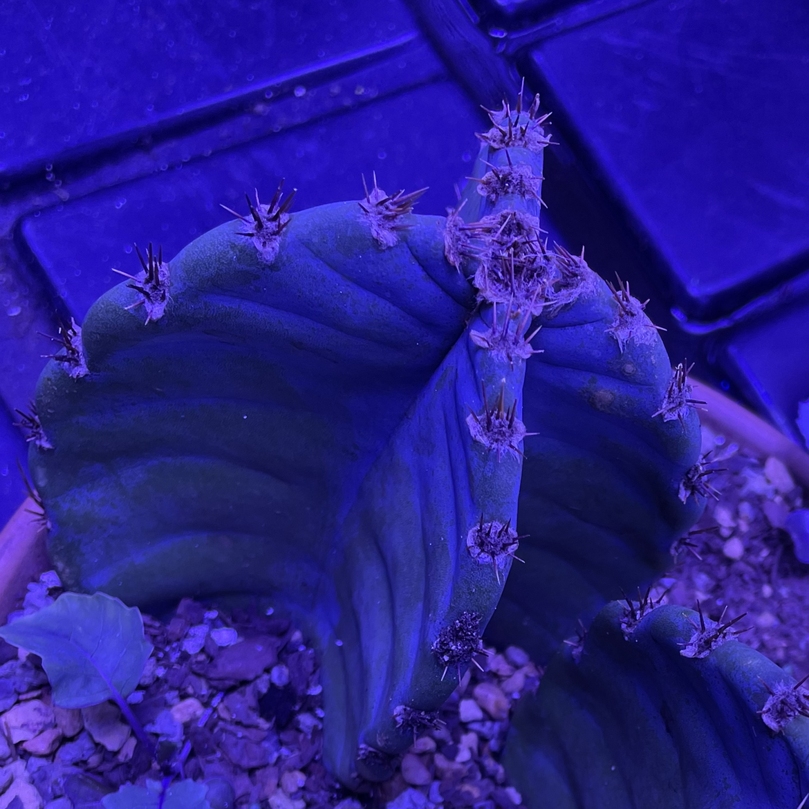 Peruvian Apple Cactus plant photo by @myco named Jones on Greg, the plant care app.
