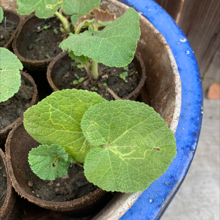 Young Hollyhock plants in small pots with visible soil and healthy green leaves.