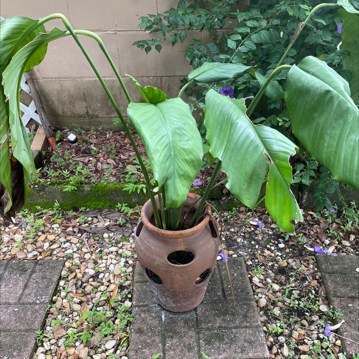 Peace Lily plant photo by Ashlee named Holy Lily on Greg, the plant care app.
