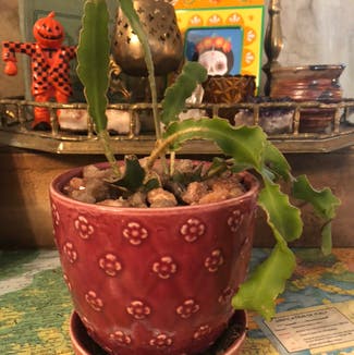 Curly Orchid Cactus plant in Somewhere on Earth