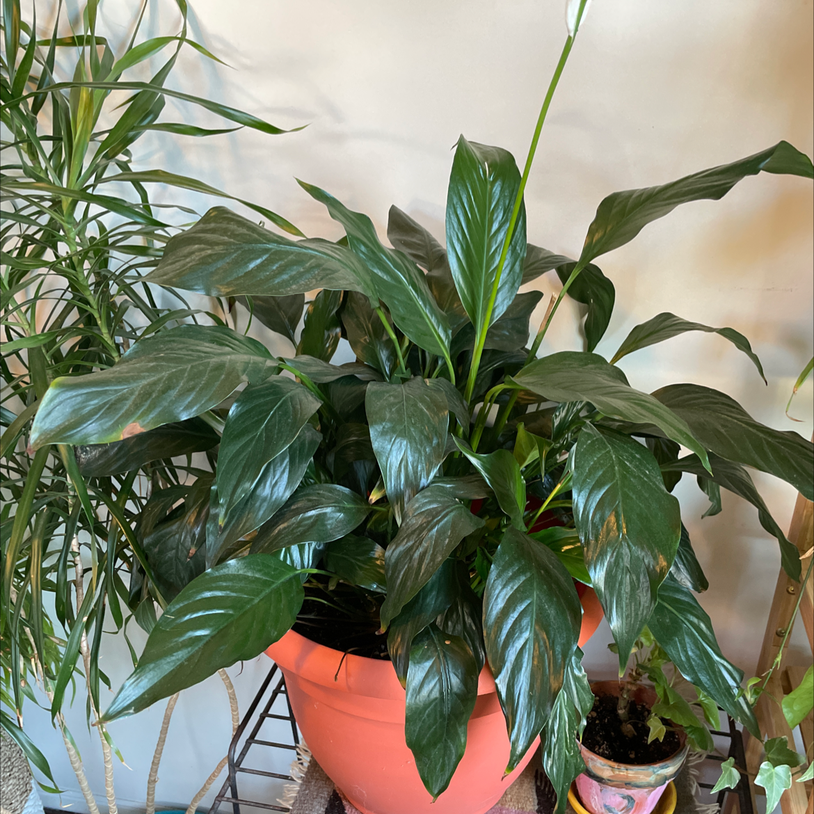 Peace Lily plant photo by Alison named Peace Lily on Greg, the plant care app.